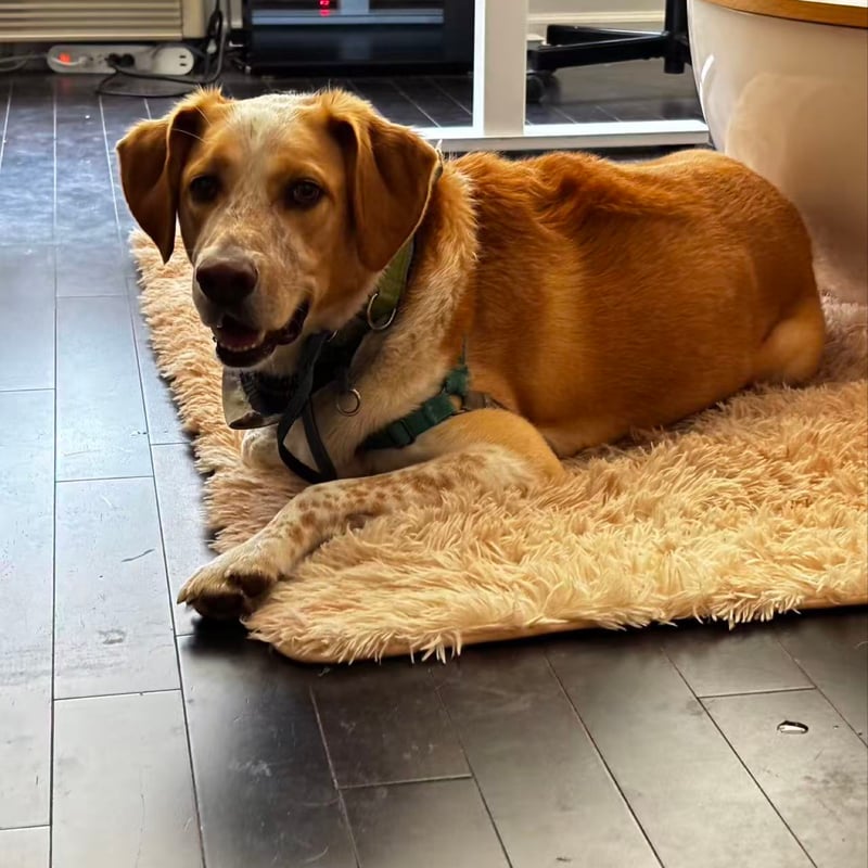 Happy dog resting at home at Hudson Paws