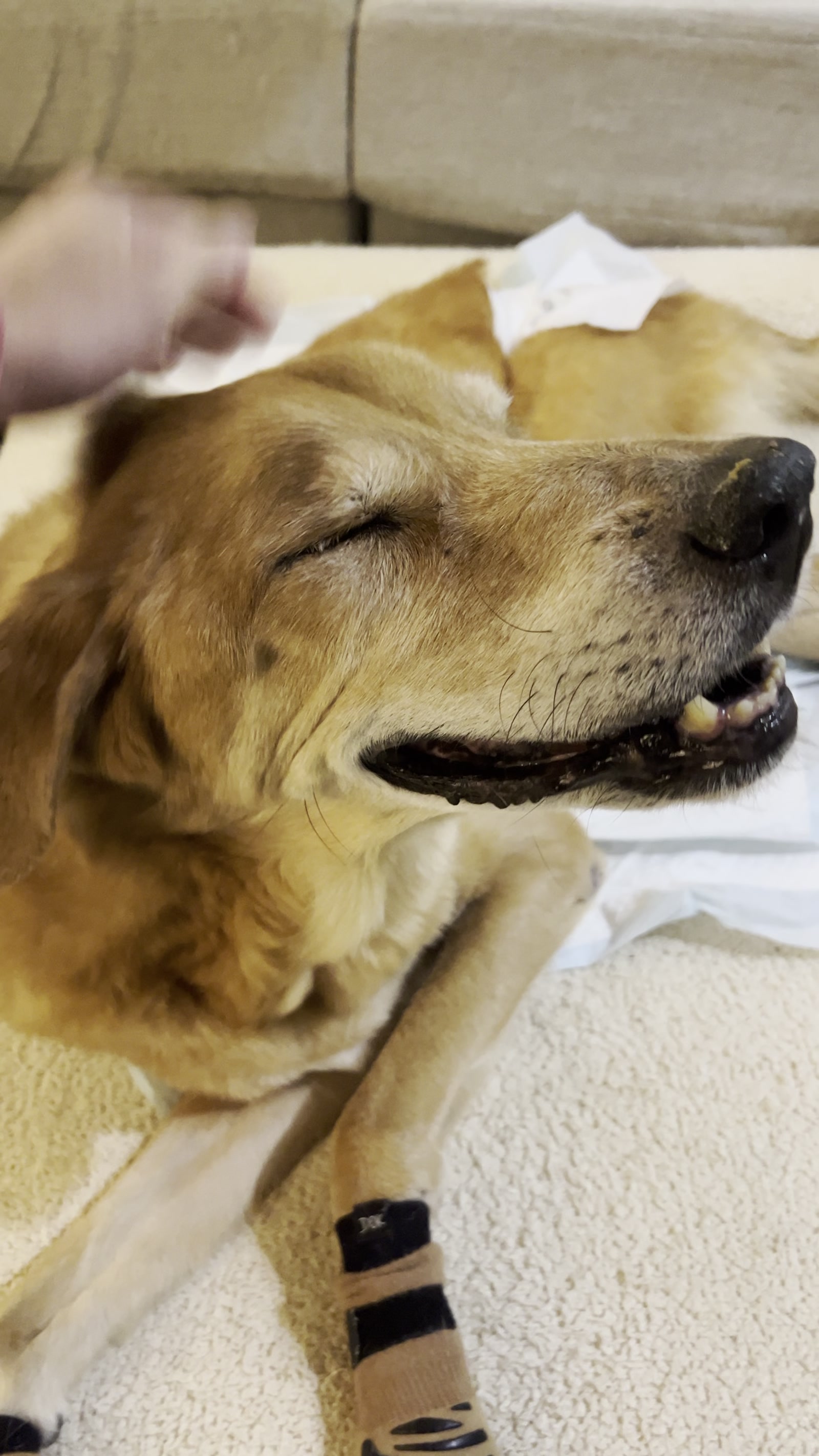 Golden retriever napping peacefully at Hudson Paws