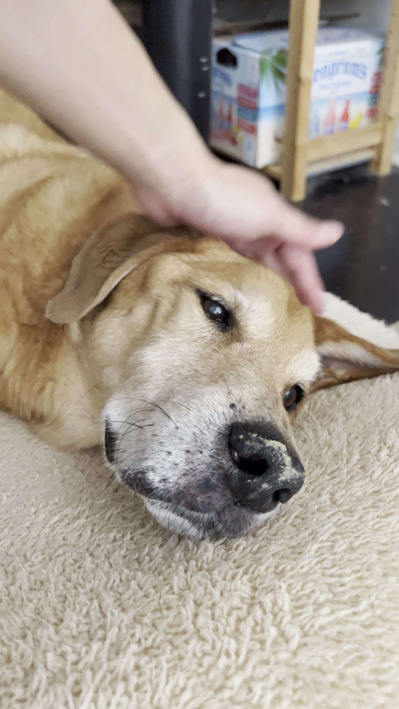 Yellow lab getting a gentle cheek scratch