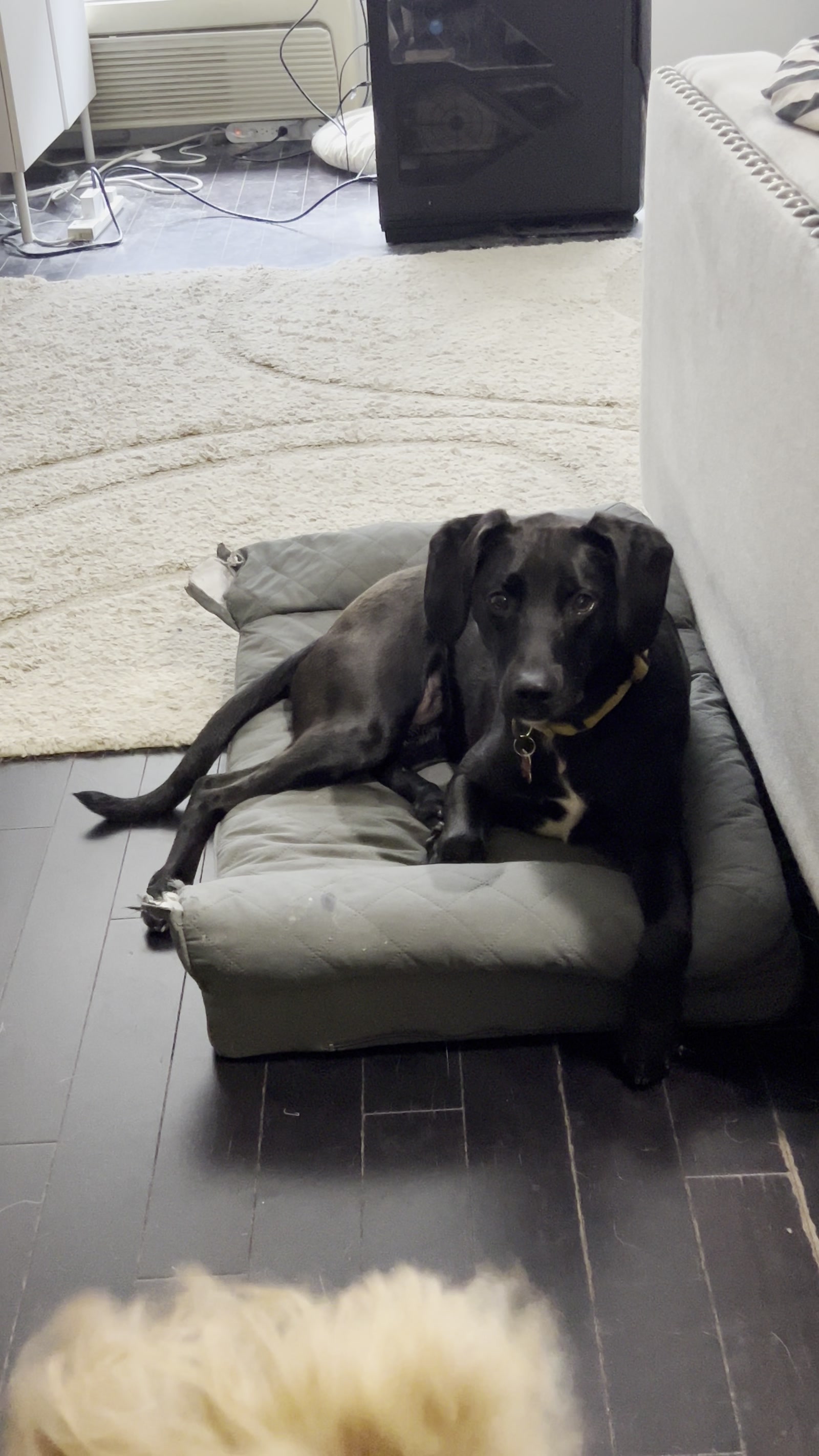 Black lab on the dog bed at Hudson Paws