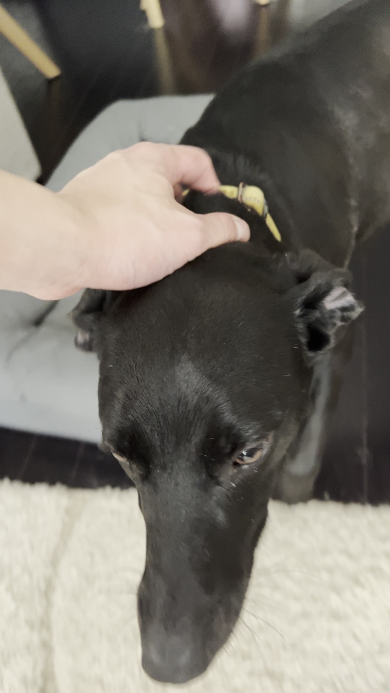 Black lab during a quiet moment of home boarding