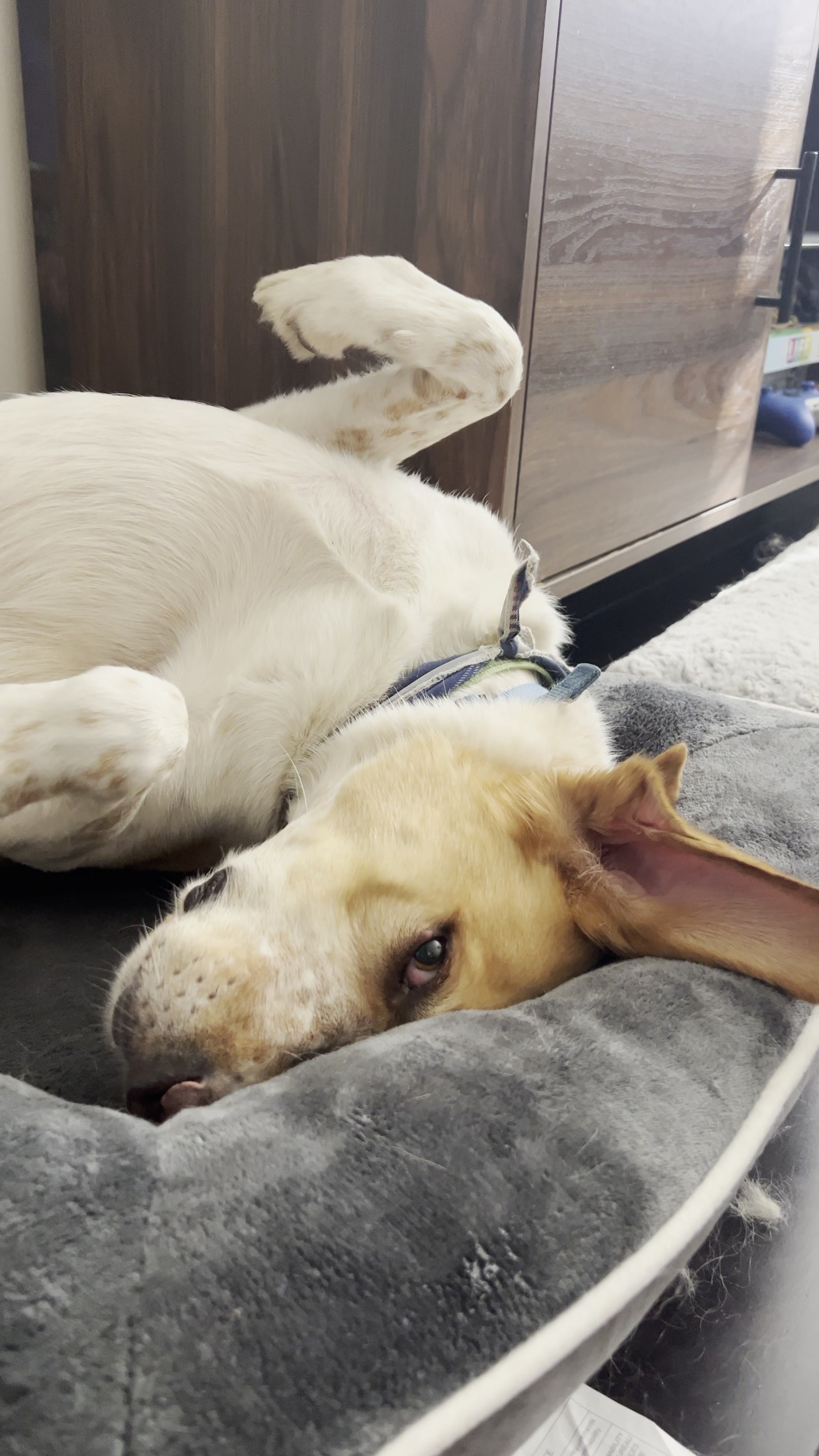 Yellow lab curled up on the couch