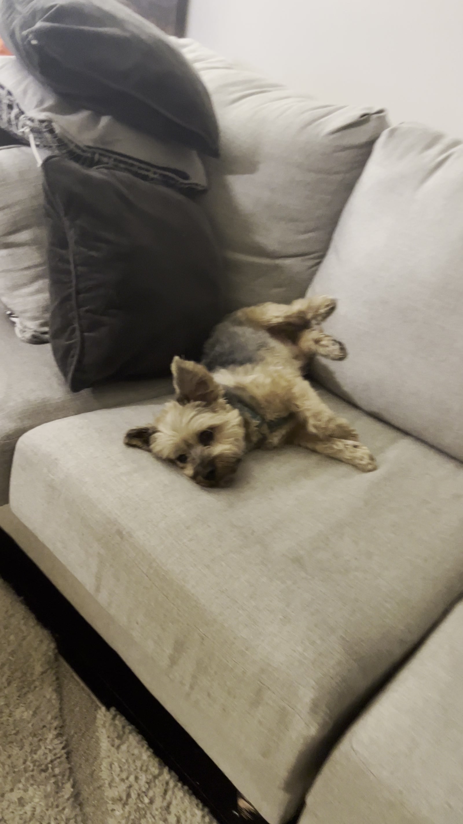 Terrier flopped belly-up on the couch