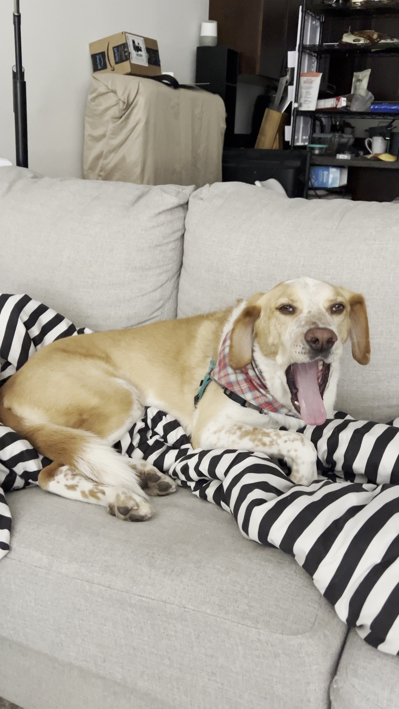 Beagle mid-yawn on the couch