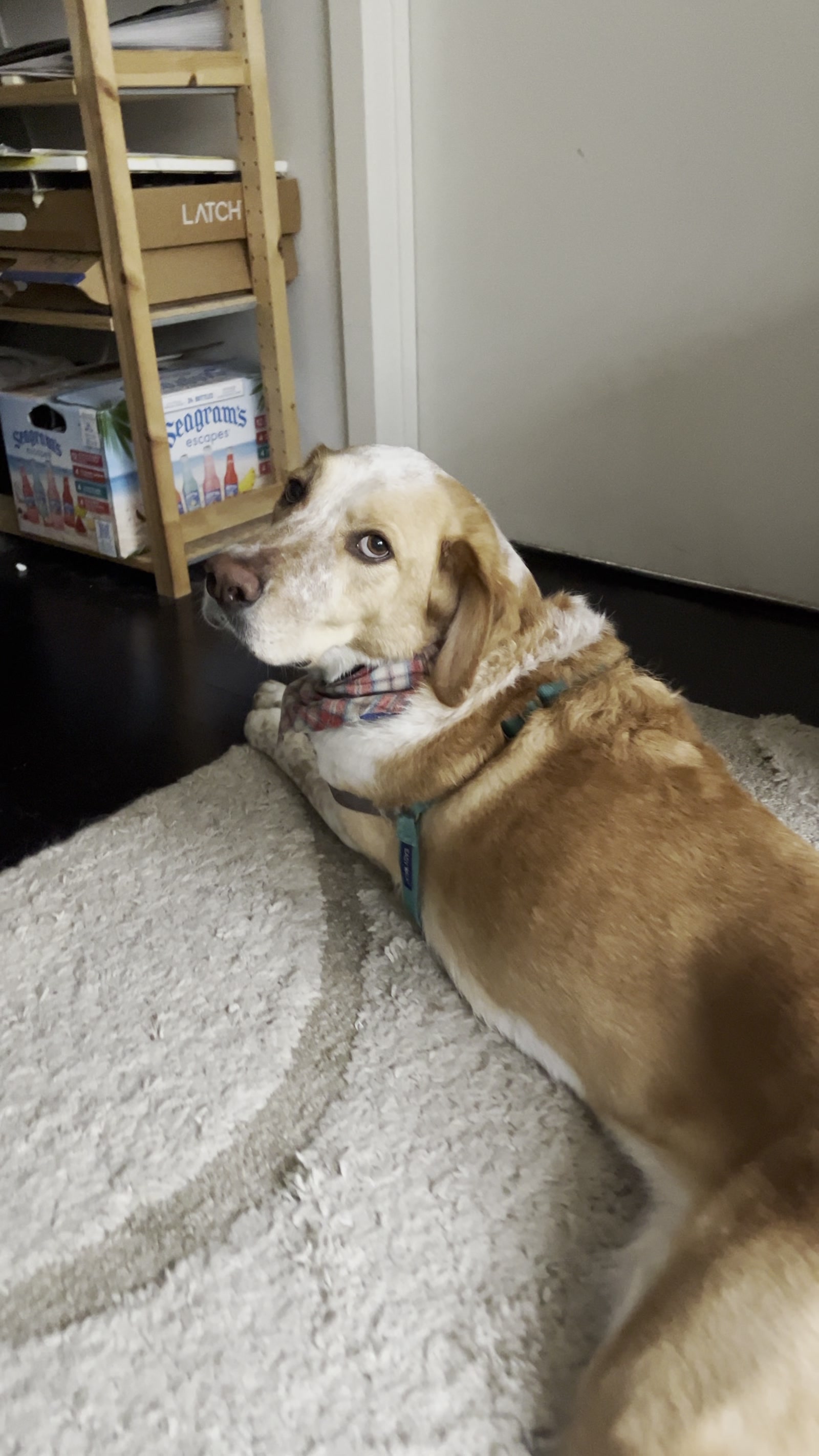 Happy beagle stretched across the couch