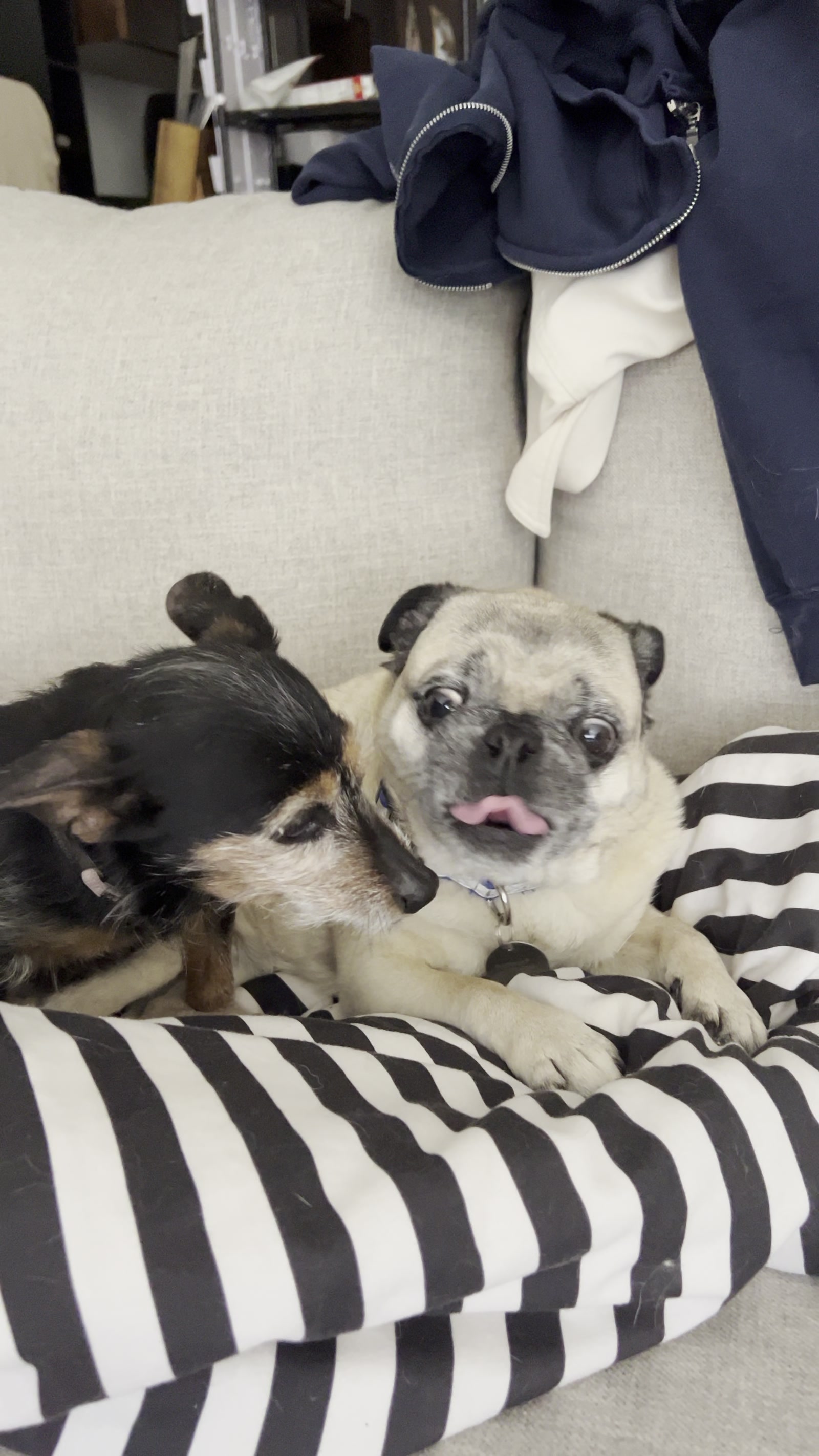 Two pugs sharing the dog bed