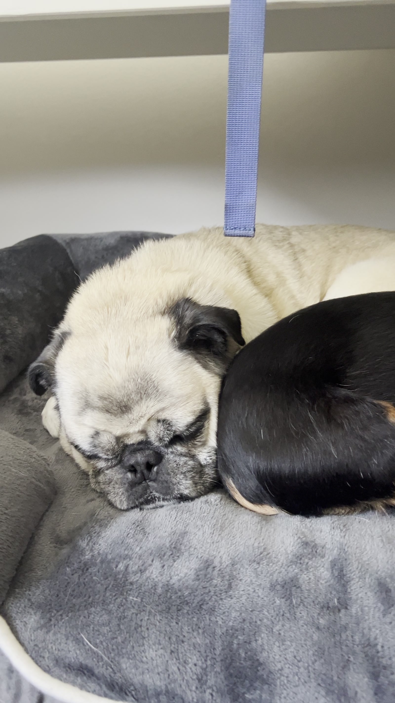 Pug fast asleep on a black pillow