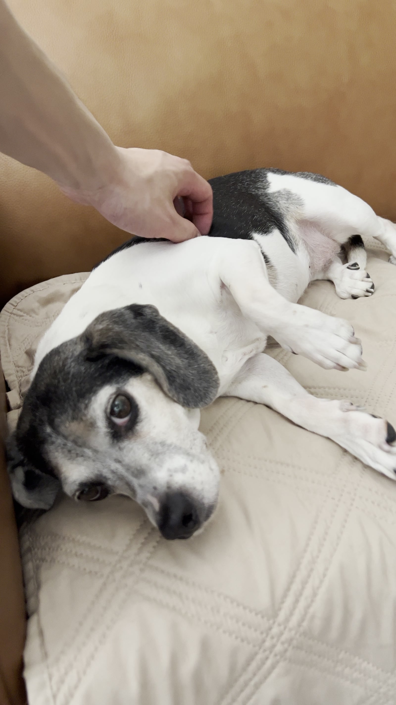 Beagle belly-up for a rub