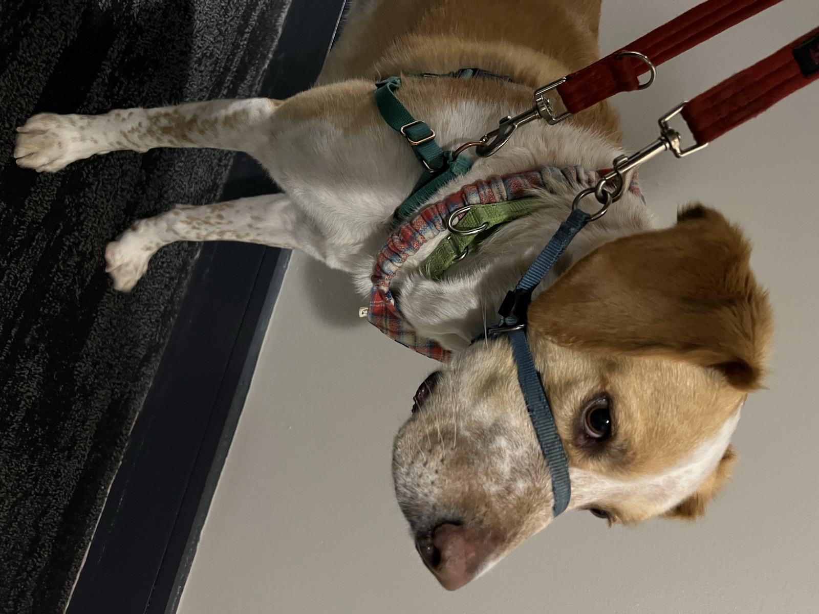 Beagle in a harness at Hudson Paws