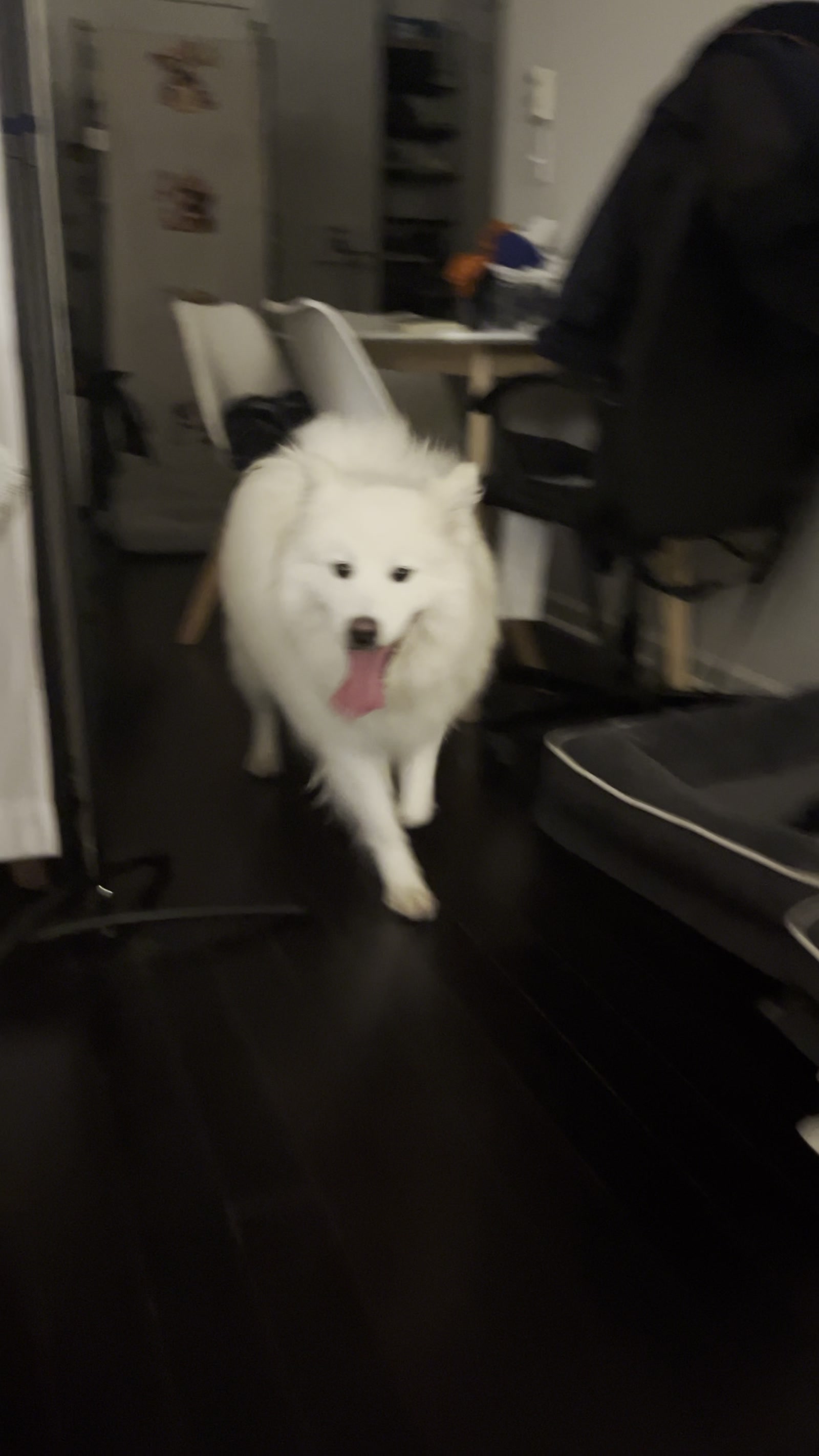 White Samoyed strolling through the apartment